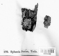 Hydropisphaera peziza image